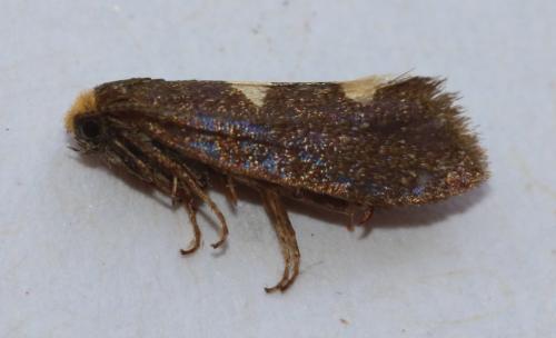 Réf. 254 342 : Incurvaria masculella